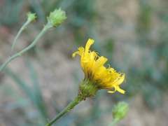Hieracium umbellatum