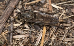 Proctacanthus milbertii