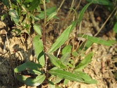 Hieracium umbellatum
