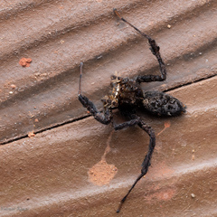 Portia labiata