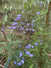 Comesperma volubile