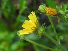 Picris hieracioides