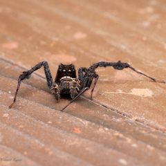 Portia labiata