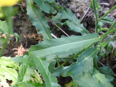 Picris hieracioides