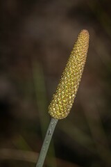 Xanthorrhoea macronema