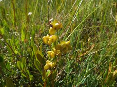 Scheuchzeria palustris