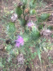 Cirsium