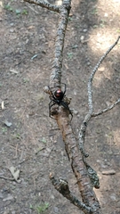 Latrodectus variolus