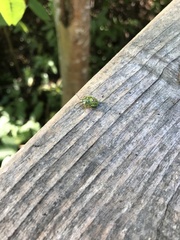 Heteroptera
