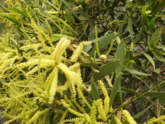 Acacia leiocalyx herveyensis