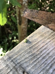 Heteroptera