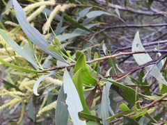 Acacia leiocalyx herveyensis