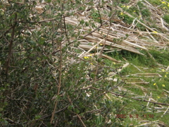 Zosterops virens capensis