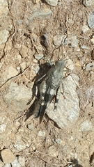 Oedipoda