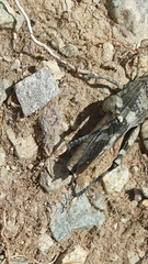 Oedipoda