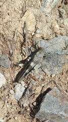 Oedipoda