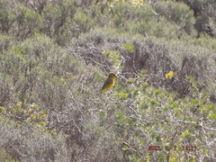 Crithagra flaviventris