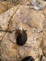 Mytilus trossulus