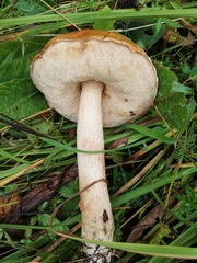Leccinum albostipitatum