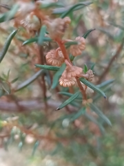 Gyrostemon australasicus