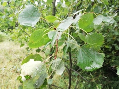 Leccinum albostipitatum