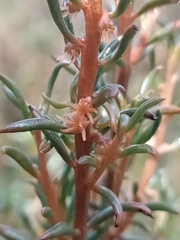 Gyrostemon australasicus