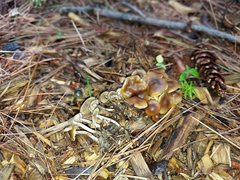 Psilocybe caerulipes