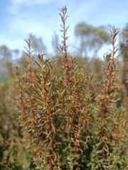 Gyrostemon australasicus