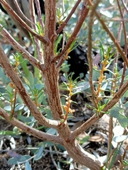 Gyrostemon australasicus