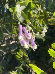 Aconitum alboviolaceum