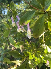 Aconitum alboviolaceum