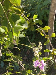 Aconitum alboviolaceum