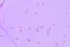 Psilocybe caerulipes