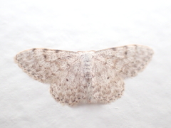 Idaea camparia