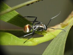 Polyrhachis ammon