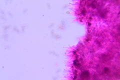 Psilocybe caerulipes