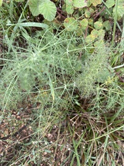 Foeniculum