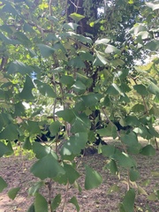 Ginkgo biloba