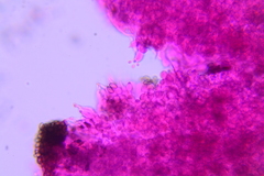 Psilocybe caerulipes