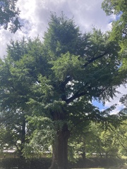 Ginkgo biloba