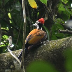 Dinopium benghalense