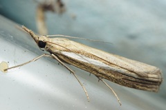 Agriphila tristella