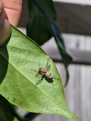Entomophthora