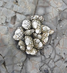 Pollicipes polymerus