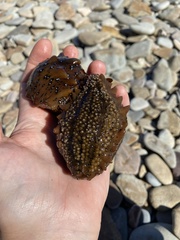 Apostichopus japonicus