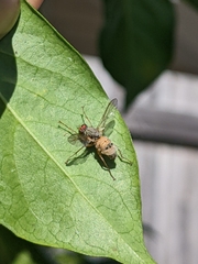 Entomophthora