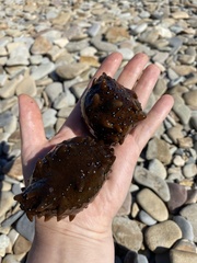 Apostichopus japonicus