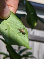 Entomophthora