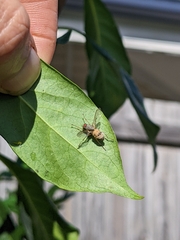Entomophthora