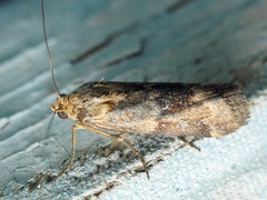 Pyralidae